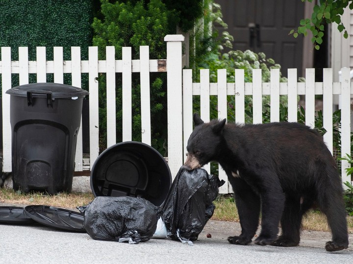  Garbage remains one of the most dangerous food sources for black bears.
