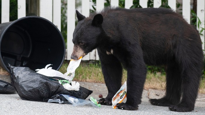 Bears awakening in Metro face increased threat of being put down