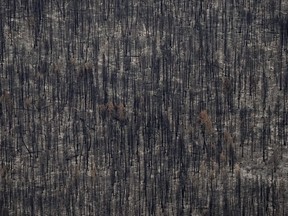 The B.C. government says it's making it easier for forestry companies to salvage timber damaged by wildfires through a number of changes in regulations. Trees burned by the Bush Creek East Wildfire are seen in Squilax, B.C., Monday, Sept. 11, 2023.