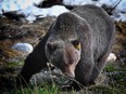Grizzly bear No. 134 searches for food in Yoho National Park on Monday April 25, 2016.