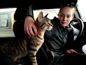 Fort McMurray wild fire evacuee Tiffany Wentzell pets Ricky, one of her family's two cats, as she waits for help outside an evacuee centre set up at the Clareview Recreation Centre in Edmonton, Wednesday May 15, 2024. Wentzell, her boyfriend Patrick Gomez, their son Kalix Gomez, 1, two cats, and two bearded dragons spent last night sleeping in their vehicle in Lac La Biche after being evacuated. Photo by David Bloom