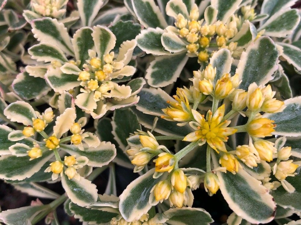 Brian Minter: 75 of the best drought-resistant plants for B.C.'s hotter summers