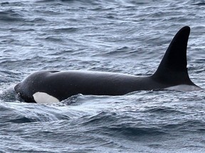 A photo of an orca from what researchers are calling a new population of the marine mammals is shown in this undated handout photo.