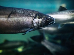 Coho salmon swim at the Fisheries and Oceans Canada Capilano River Hatchery in North Vancouver on Friday July 5, 2019. The Canadian government has agreed to prioritize environmental assessment for a chemical used in tire rubber that has been linked to the deaths of Pacific salmon.