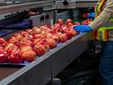 B.C. apples are among the best in the world, yet it's often difficult to find them in local grocery stores. It's worth asking for them. Here they are being sorted on the grading line.