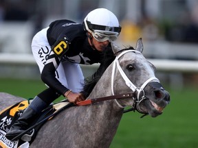 Jockey Jaime Torres rides Seize the Grey into the first turn during the 149th running of the Preakness Stakes at Pimlico Race Course on May 18 in Baltimore.