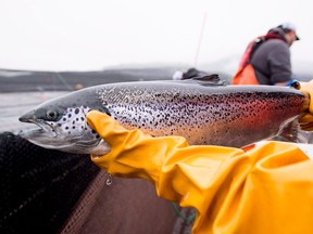 An Atlantic salmon is seen during a Department of Fisheries and Oceans fish health audit at a fish farm near Campbell River, B.C.