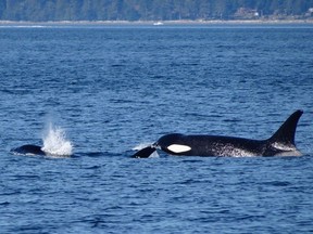 The study of orca behaviours and communication is part of the Marine Mammal Naturalist Course offered by the Marine Education & Research Society.
