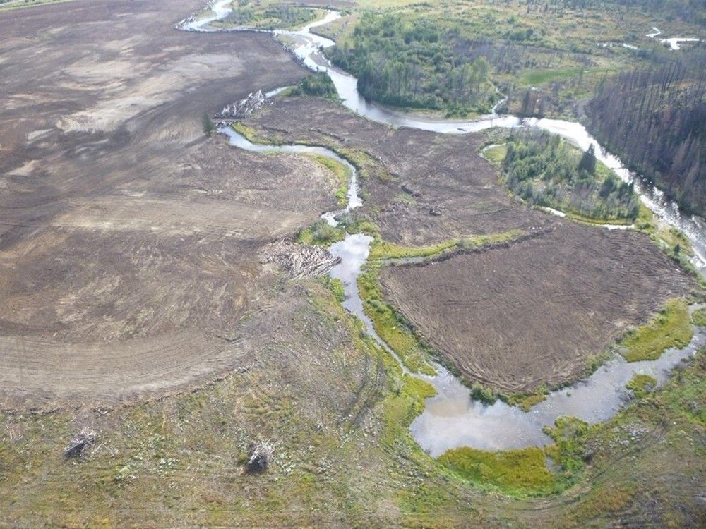 Northern B.C. Rancher Faces Hefty Fines For Damage To Fish Habitat ...