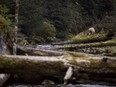 A Kermode bear, also known as the Spirit Bear, fishes in the Riordan River on Gribbell Island in the Great Bear Rainforest, B.C. Wednesday, Sept, 18, 2013