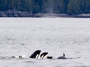 The federal government has announced salmon fishery closures and mandatory speed limits in areas where southern resident killer whales forage and travel in the ongoing effort to protect the endangered species. Orca whales play in Chatham Sound near Prince Rupert, B.C., Friday, June, 22, 2018.