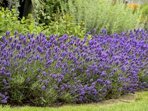 lavendula brian minter gardening