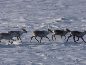 Wild caribou roam the tundra near The Meadowbank Gold Mine located in the Nunavut on March 25, 2009. A major provincial park expansion is set to create a protection zone of almost 2,000 square kilometres for caribou and other species in northeastern British Columbia.