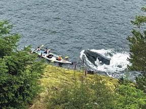bc kayak humpback encounter bowen island
