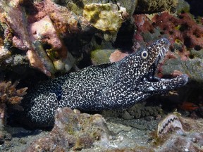 File photo: A spotted moray eel pokes out from rocks and coral in September 2023