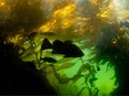 Researchers from University of Victoria are collaborating with coastal First Nations from B.C. to regrow and restore kelp forests that have been impacted by climate change. Rockfish swim in a kelp forest in a handout photo.