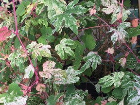 brian minter gardening