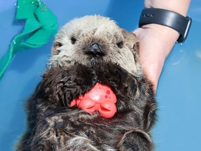 The sea otter pup rescued in critical condition just weeks ago in British Columbia, shown in a handout photo, is thriving under 24-hour care at Vancouver Aquarium's Marine Mammal Rescue Centre.THE CANADIAN PRESS/HO-Vancouver Aquarium Marine Mammal Rescue Society **MANDATORY CREDIT**