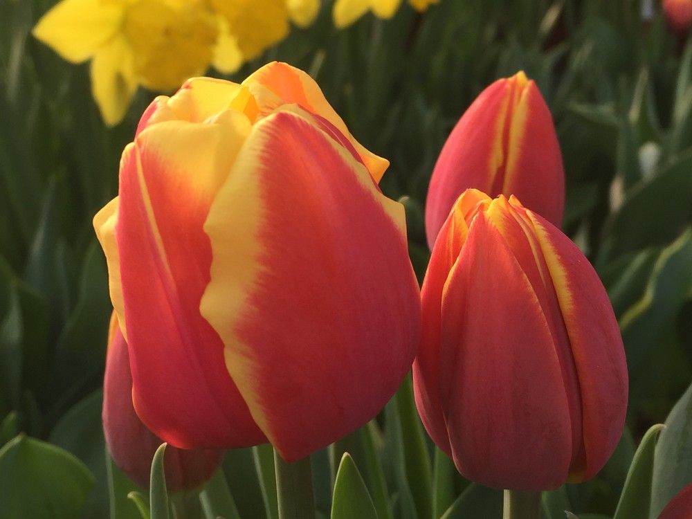 Brian Minter: Plant these bulbs now to get colour every season