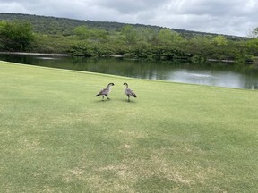 Nene, or Hawaiin Goose, is the official state bird of Hawaii.