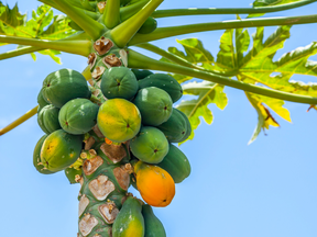 A papaya tree at the the Hokulia development in Hawaii.