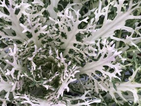 brian minter gardening