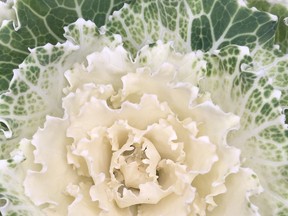 brian minter gardening