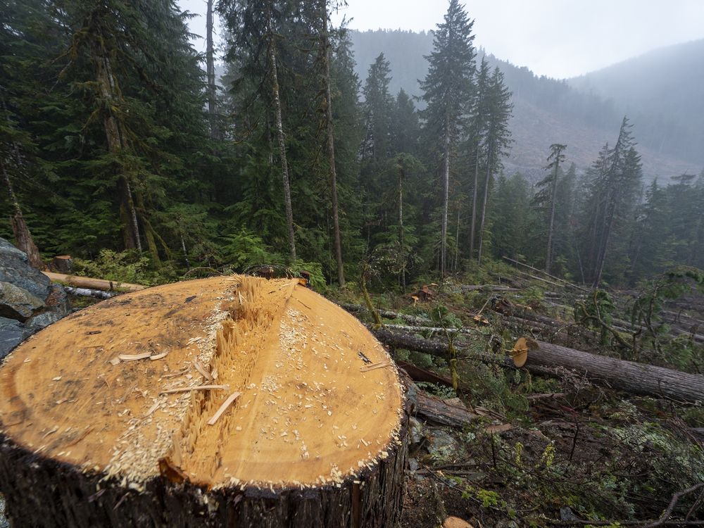 Watchdog calls for B.C. to boost oversight of old-growth forest on Quadra Island