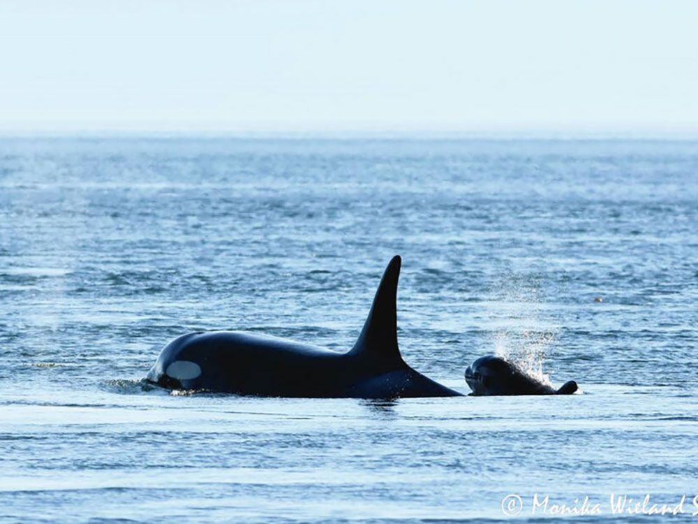 New baby orca spotted off Vancouver Island looking sick and 'emaciated'