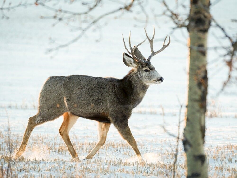 BC’s deer population under threat from ‘zombie’ disease