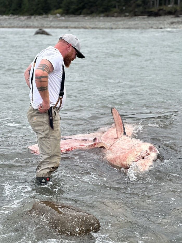 Four-metre-long Great White Shark washes up on B.C. beach | Vancouver Sun