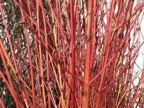 brian minter gardening