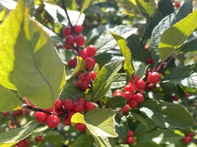 brian minter gardening