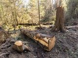 Vancouver park board to keep removing dead trees from Stanley Park | Vancouver Sun