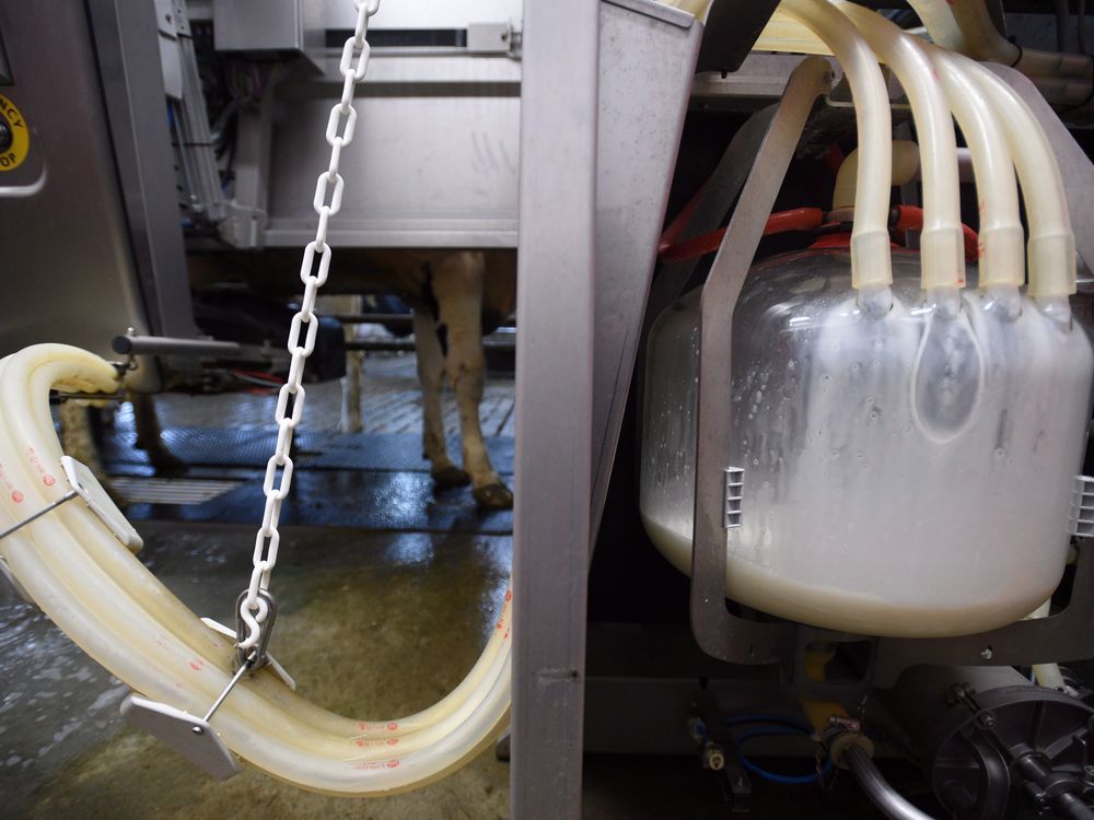 image of BC 재판관, 우유 비공식 유통 주장 기각