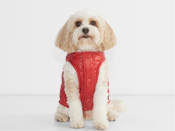 Aritzia just launched a puffer jacket ... for dogs | Vancouver Sun