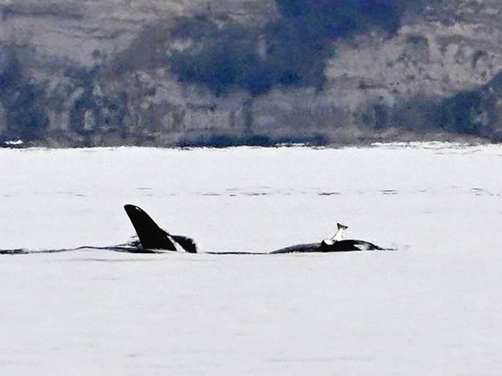 Orcas revive ‘dead salmon hat’ trend from the 1980s