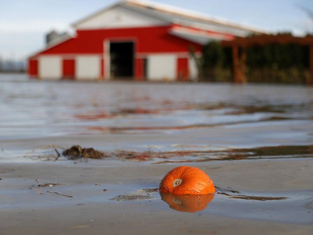 Danielle Synotte: We’re facing a perfect storm that threatens the future of B.C.’s farms and ranches