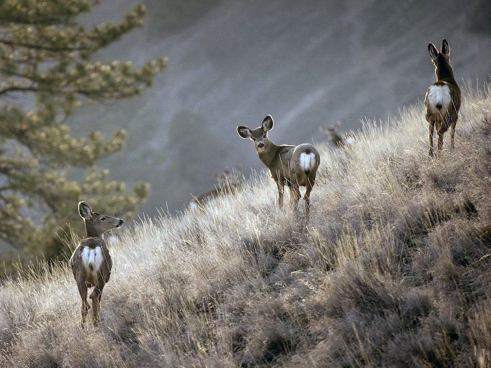 the bad news about deer