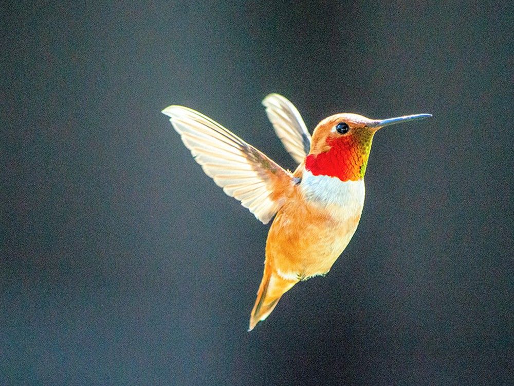  researchers found rufous hummingbirds were nine times more abundant on b.c. islands with few deer versus many deer.