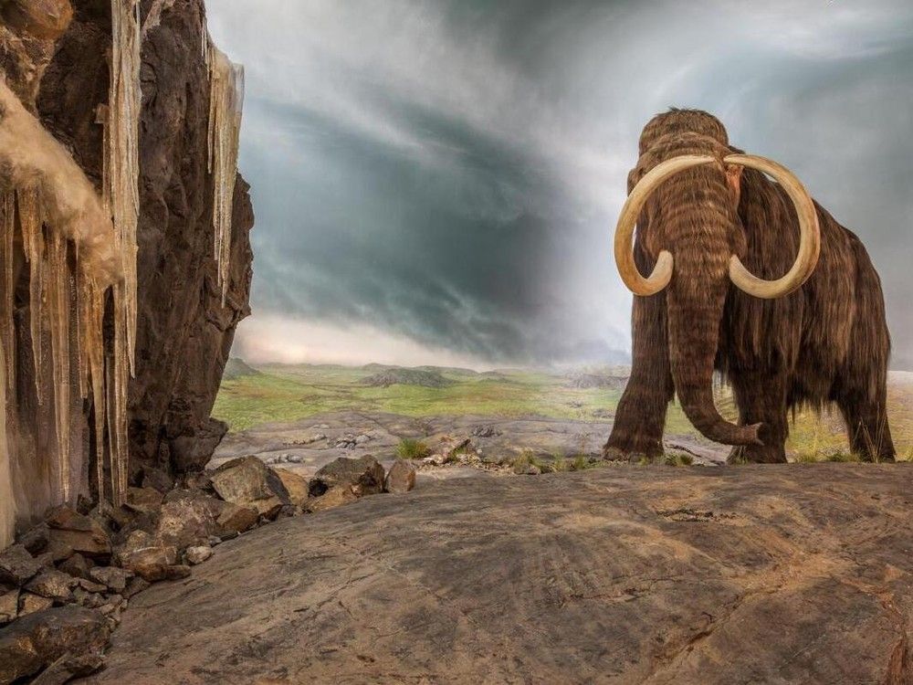  the woolly mammoth in the royal b.c. museum.