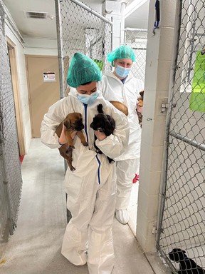 La SPCA de la Colombie-Britannique saisit des chiens et des oiseaux d'un éleveur « irresponsable » à Quesnel 7 Le personnel de la BC SPCA tient des chiots