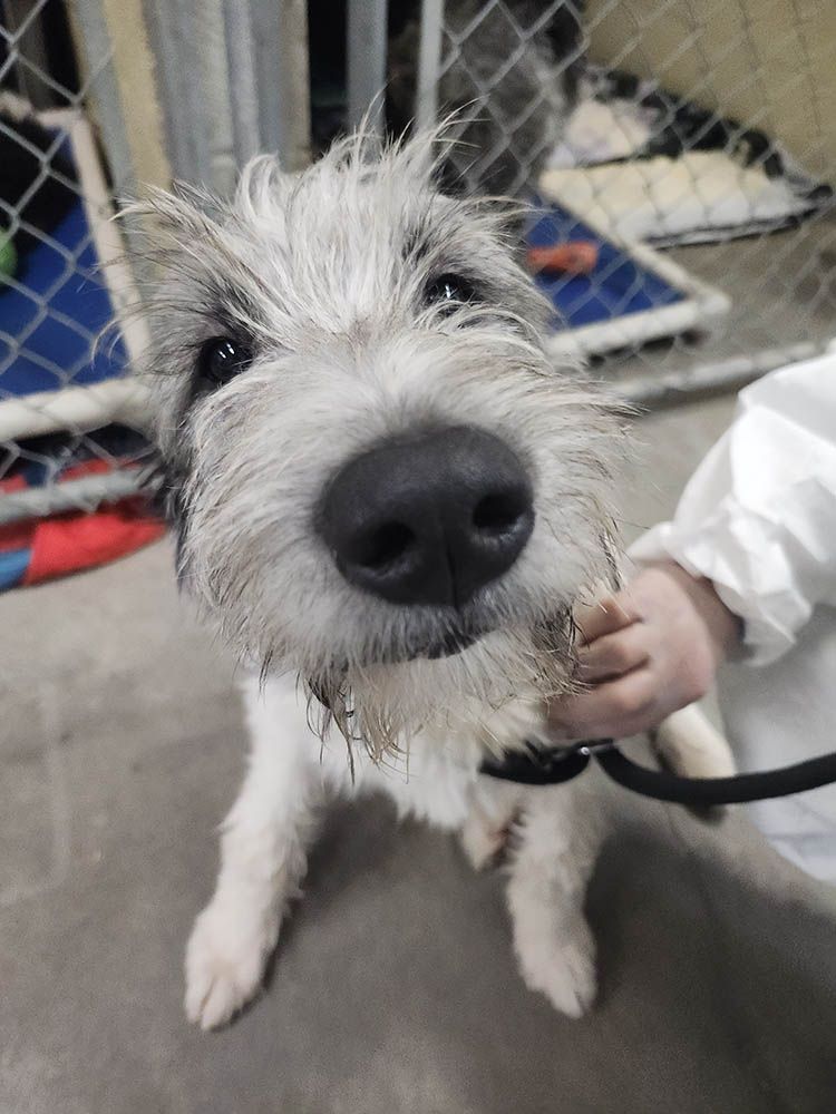 West Kootenay dog breeder surrenders 11 labradoodle pups to B.C. SPCA