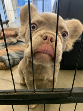 La SPCA de la Colombie-Britannique saisit des chiens et des oiseaux d'un éleveur « irresponsable » à Quesnel 2 Bouledogue français sauvé