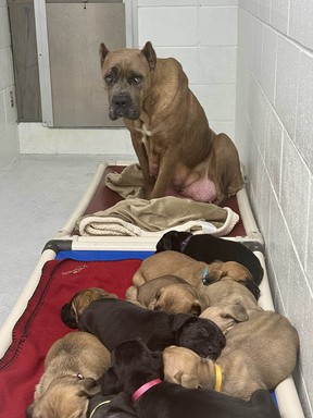 La SPCA de la Colombie-Britannique saisit des chiens et des oiseaux d'un éleveur « irresponsable » à Quesnel 6 Chien sauvé et ses chiots