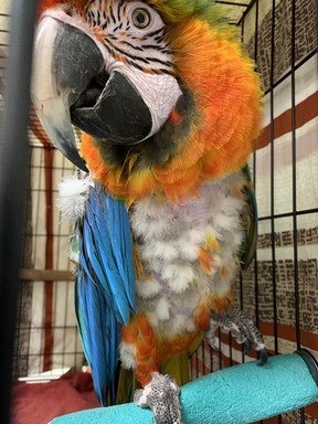 La SPCA de la Colombie-Britannique saisit des chiens et des oiseaux d'un éleveur « irresponsable » à Quesnel 3 Perroquet sauvé