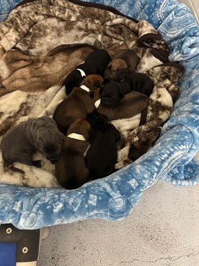 La SPCA de la Colombie-Britannique saisit des chiens et des oiseaux d'un éleveur « irresponsable » à Quesnel 5 Chiots sauvés