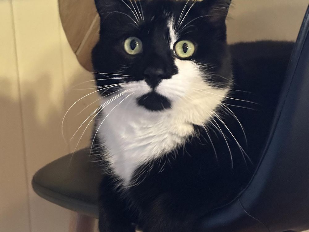 Le chat de quatre ans a survécu dans la nature pendant plus de 100 jours après qu'un violent incendie de forêt ait forcé l'évacuation de Jasper.