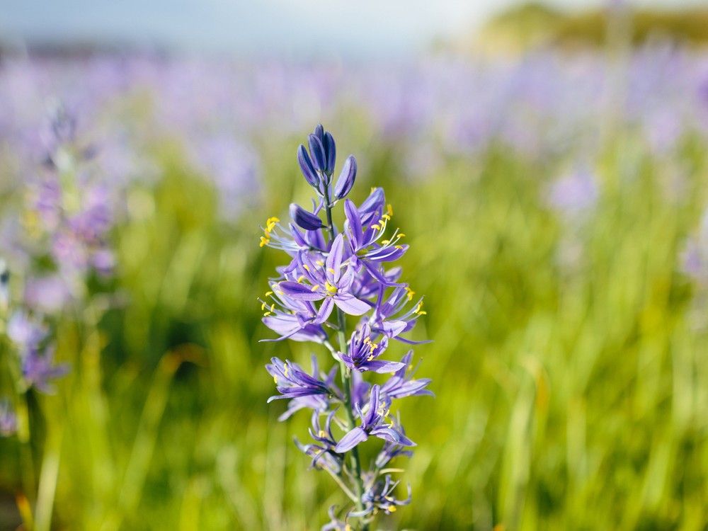  the bulbs of camas flowers were once a key source of starch for indigenous people in b.c. but camas and berry bushes are among the forest plants devastated by growing deer populations.