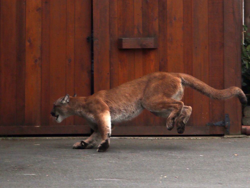 Rare cougar sighting reported in Vancouver, far from wilderness